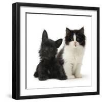 Black Terrier Cross Puppy Age 3 Months, with a Black and White Kitten-Mark Taylor-Framed Premium Photographic Print