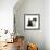 Black Terrier Cross Puppy Age 3 Months, with a Black and White Kitten-Mark Taylor-Framed Premium Photographic Print displayed on a wall