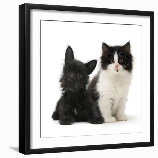 Black Terrier Cross Puppy Age 3 Months, with a Black and White Kitten-Mark Taylor-Framed Premium Photographic Print