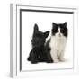 Black Terrier Cross Puppy Age 3 Months, with a Black and White Kitten-Mark Taylor-Framed Premium Photographic Print