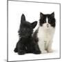 Black Terrier Cross Puppy Age 3 Months, with a Black and White Kitten-Mark Taylor-Mounted Premium Photographic Print