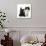 Black Terrier Cross Puppy Age 3 Months, with a Black and White Kitten-Mark Taylor-Photographic Print displayed on a wall