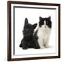 Black Terrier Cross Puppy Age 3 Months, with a Black and White Kitten-Mark Taylor-Framed Photographic Print