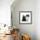 Black Terrier Cross Puppy Age 3 Months, with a Black and White Kitten-Mark Taylor-Framed Photographic Print displayed on a wall