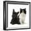 Black Terrier Cross Puppy Age 3 Months, with a Black and White Kitten-Mark Taylor-Framed Photographic Print