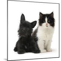 Black Terrier Cross Puppy Age 3 Months, with a Black and White Kitten-Mark Taylor-Mounted Photographic Print