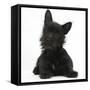Black Terrier-Cross Puppy, Maisy, 3 Months, Lying with Head Raised-Mark Taylor-Framed Stretched Canvas