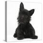 Black Terrier-Cross Puppy, Maisy, 3 Months, Lying with Head Raised-Mark Taylor-Stretched Canvas