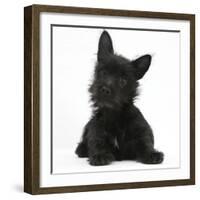 Black Terrier-Cross Puppy, Maisy, 3 Months, Lying with Head Raised-Mark Taylor-Framed Photographic Print