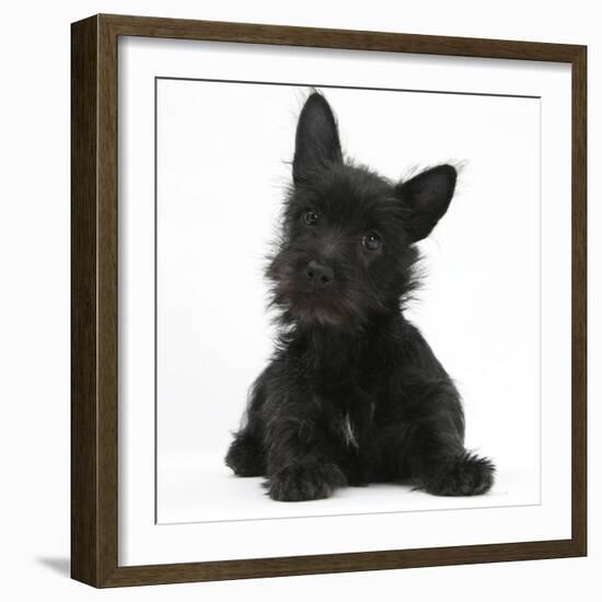 Black Terrier-Cross Puppy, Maisy, 3 Months, Lying with Head Raised-Mark Taylor-Framed Photographic Print