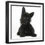 Black Terrier-Cross Puppy, Maisy, 3 Months, Lying with Head Raised-Mark Taylor-Framed Photographic Print