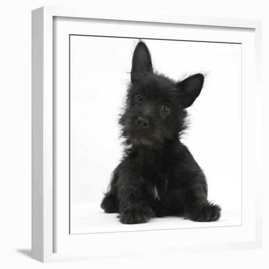 Black Terrier-Cross Puppy, Maisy, 3 Months, Lying with Head Raised-Mark Taylor-Framed Photographic Print