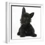 Black Terrier-Cross Puppy, Maisy, 3 Months, Lying with Head Raised-Mark Taylor-Framed Photographic Print