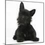 Black Terrier-Cross Puppy, Maisy, 3 Months, Lying with Head Raised-Mark Taylor-Mounted Photographic Print