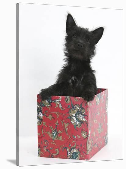 Black Terrier-Cross Puppy, Maisy, 3 Months, Playing in a Box-Mark Taylor-Stretched Canvas