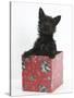 Black Terrier-Cross Puppy, Maisy, 3 Months, Playing in a Box-Mark Taylor-Stretched Canvas