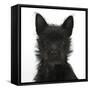 Black Terrier-Cross Puppy, Maisy, 3 Months, Portrait-Mark Taylor-Framed Stretched Canvas