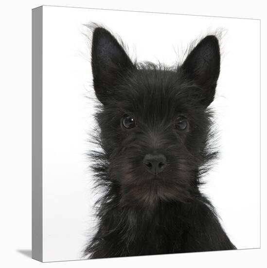 Black Terrier-Cross Puppy, Maisy, 3 Months, Portrait-Mark Taylor-Stretched Canvas