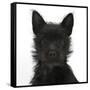 Black Terrier-Cross Puppy, Maisy, 3 Months, Portrait-Mark Taylor-Framed Stretched Canvas