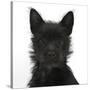 Black Terrier-Cross Puppy, Maisy, 3 Months, Portrait-Mark Taylor-Stretched Canvas