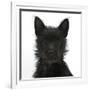 Black Terrier-Cross Puppy, Maisy, 3 Months, Portrait-Mark Taylor-Framed Photographic Print