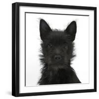 Black Terrier-Cross Puppy, Maisy, 3 Months, Portrait-Mark Taylor-Framed Photographic Print