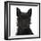 Black Terrier-Cross Puppy, Maisy, 3 Months, Portrait-Mark Taylor-Framed Photographic Print