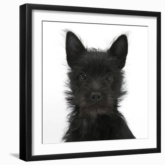 Black Terrier-Cross Puppy, Maisy, 3 Months, Portrait-Mark Taylor-Framed Photographic Print