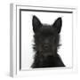 Black Terrier-Cross Puppy, Maisy, 3 Months, Portrait-Mark Taylor-Framed Photographic Print