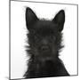 Black Terrier-Cross Puppy, Maisy, 3 Months, Portrait-Mark Taylor-Mounted Photographic Print