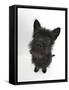 Black Terrier-Cross Puppy, Maisy, 3 Months, Sitting, Looking Up-Mark Taylor-Framed Stretched Canvas