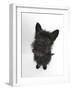 Black Terrier-Cross Puppy, Maisy, 3 Months, Sitting, Looking Up-Mark Taylor-Framed Photographic Print