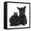 Black Terrier-Cross Puppy, Maisy, 3 Months, with a Black Rabbit-Mark Taylor-Framed Stretched Canvas