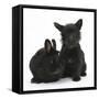 Black Terrier-Cross Puppy, Maisy, 3 Months, with a Black Rabbit-Mark Taylor-Framed Stretched Canvas