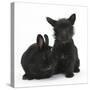 Black Terrier-Cross Puppy, Maisy, 3 Months, with a Black Rabbit-Mark Taylor-Stretched Canvas
