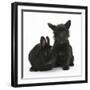 Black Terrier-Cross Puppy, Maisy, 3 Months, with a Black Rabbit-Mark Taylor-Framed Premium Photographic Print