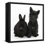 Black Terrier-Cross Puppy, Maisy, 3 Months, with a Black Rabbit-Mark Taylor-Framed Stretched Canvas