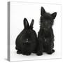 Black Terrier-Cross Puppy, Maisy, 3 Months, with a Black Rabbit-Mark Taylor-Stretched Canvas