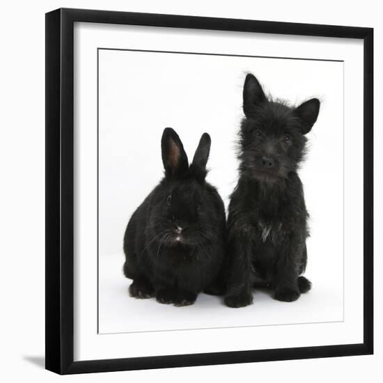 Black Terrier-Cross Puppy, Maisy, 3 Months, with a Black Rabbit-Mark Taylor-Framed Premium Photographic Print