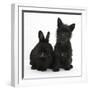 Black Terrier-Cross Puppy, Maisy, 3 Months, with a Black Rabbit-Mark Taylor-Framed Premium Photographic Print