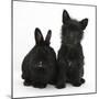 Black Terrier-Cross Puppy, Maisy, 3 Months, with a Black Rabbit-Mark Taylor-Mounted Premium Photographic Print