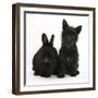 Black Terrier-Cross Puppy, Maisy, 3 Months, with a Black Rabbit-Mark Taylor-Framed Photographic Print