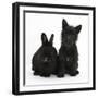 Black Terrier-Cross Puppy, Maisy, 3 Months, with a Black Rabbit-Mark Taylor-Framed Photographic Print