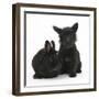 Black Terrier-Cross Puppy, Maisy, 3 Months, with a Black Rabbit-Mark Taylor-Framed Photographic Print