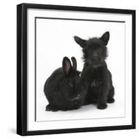 Black Terrier-Cross Puppy, Maisy, 3 Months, with a Black Rabbit-Mark Taylor-Framed Photographic Print