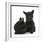 Black Terrier-Cross Puppy, Maisy, 3 Months, with a Black Rabbit-Mark Taylor-Framed Photographic Print