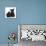 Black Terrier-Cross Puppy, Maisy, 3 Months, with a Black Rabbit-Mark Taylor-Mounted Photographic Print displayed on a wall