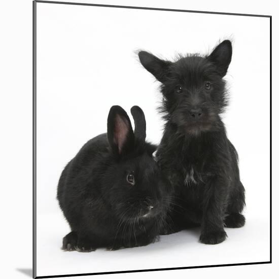 Black Terrier-Cross Puppy, Maisy, 3 Months, with a Black Rabbit-Mark Taylor-Mounted Photographic Print