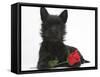 Black Terrier-Cross Puppy, Maisy, 3 Months, with a Red Rose-Mark Taylor-Framed Stretched Canvas