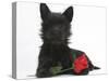 Black Terrier-Cross Puppy, Maisy, 3 Months, with a Red Rose-Mark Taylor-Stretched Canvas